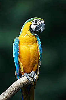 蓝色,金色,金刚鹦鹉,成年,鸟,枝条,南美