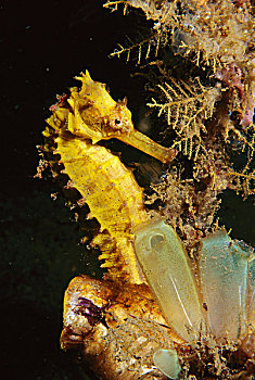 黄海,马,希坡坎普斯,靠近,被囊动物,蓝碧海峡,印度尼西亚