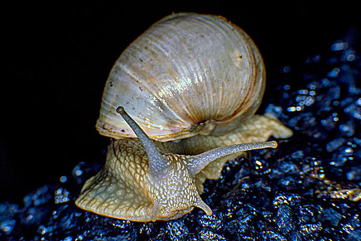 勃艮第,蜗牛