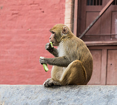 猴子,尼泊尔