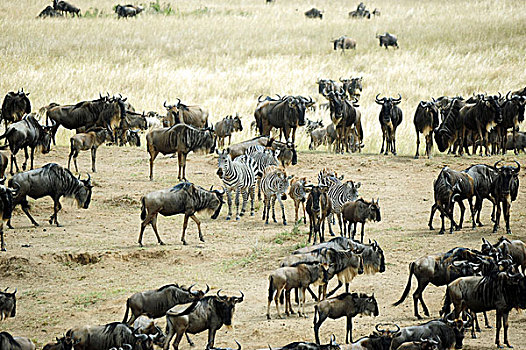 肯尼亚,马赛马拉国家保护区,斑马,角马,就绪,迁徙