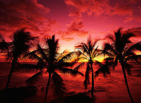 美国,夏威夷,棕榈树,海滩,夏威夷大岛,大幅,尺寸