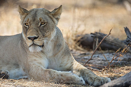 狮子,国家公园,细条,纳米比亚,非洲