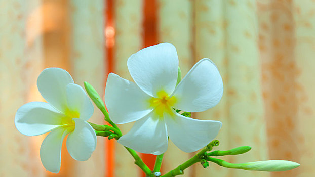 白色,鸡蛋花,植物