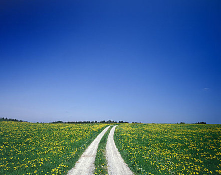 山,蒲公英,道路