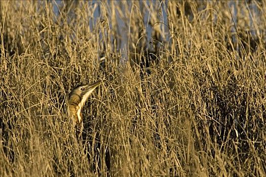 麻鸭,大麻鹭,保护色,芦苇,多尼亚纳国家公园,塞维利亚,西班牙