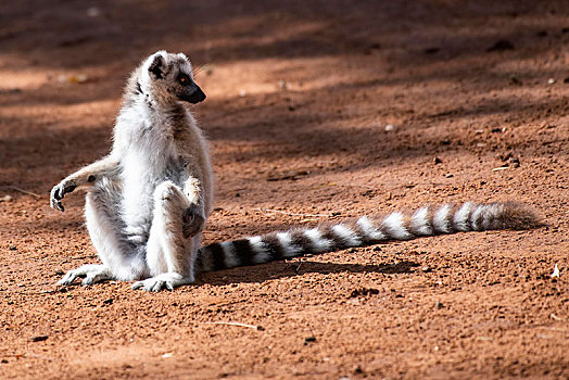 节尾狐猴,狐猴,坐,红色,沙子,自然保护区,区域,马达加斯加,非洲
