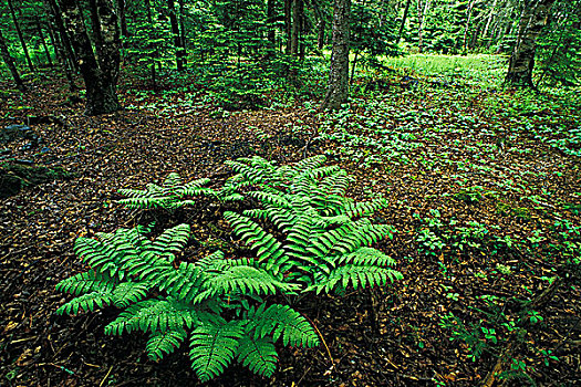 蕨类,树林,地面,新布兰斯维克,加拿大
