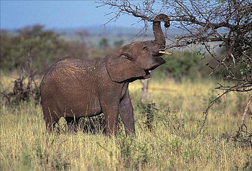 大象,非洲象,吃,哺乳动物,马赛马拉,肯尼亚,非洲,动物