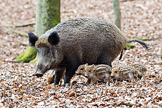 野猪,母猪,小猪,野生园,野生动植物园,莱茵兰普法尔茨州,德国,欧洲