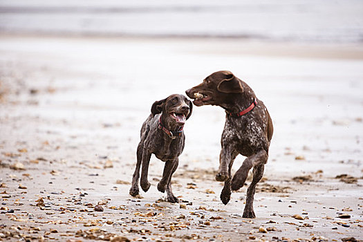 两只,狗,跑,海滩