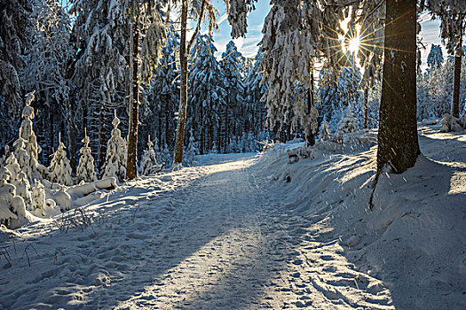 积雪,冬日树林,小路,太阳,格罗塞尔,法兰克福,黑森州,德国