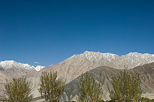 树,正面,山脉,喜马拉雅山,北方,查谟-克什米尔邦,印度