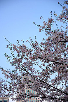 日本樱花