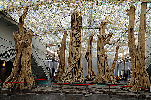 北京大兴古森林博物馆