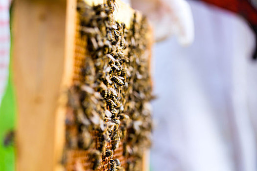 养蜂人,蜜蜂