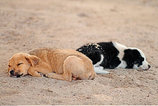 狗,睡觉,海滩