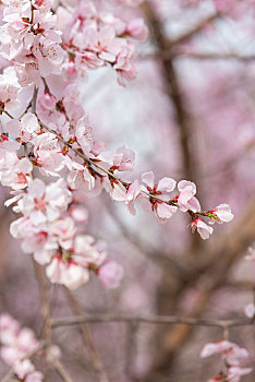 河南郑州商城遗址公园春天盛开的粉色桃花
