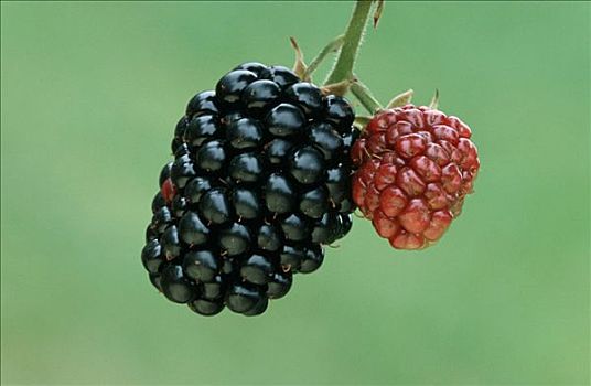 黑莓,北莱茵威斯特伐利亚,德国