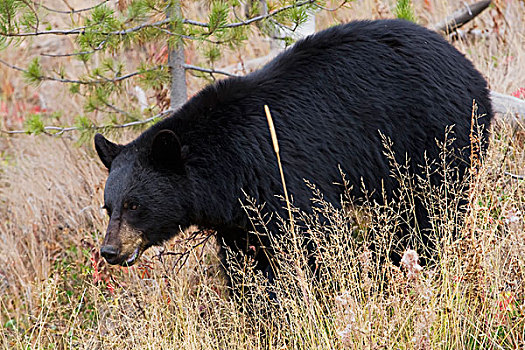 黑熊,美洲黑熊,橡树,树林,黄石国家公园,美国