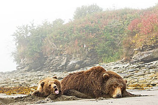 美国,阿拉斯加,卡特麦国家公园,受伤,大灰熊,幼兽,棕熊,休息,海滩,湾,晨雾