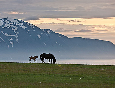 冰岛,母马,小马,子夜太阳