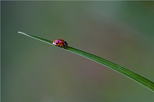 甲虫类,草