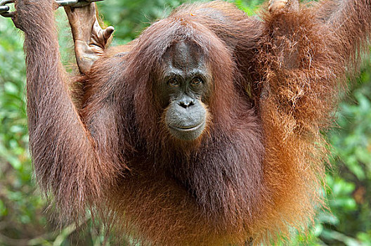 马来西亚,婆罗洲,沙巴,哥达基纳巴卢,野生动植物园,成熟,俘获,黑猩猩,岛屿