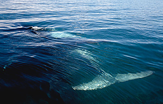 鲸,阿根廷