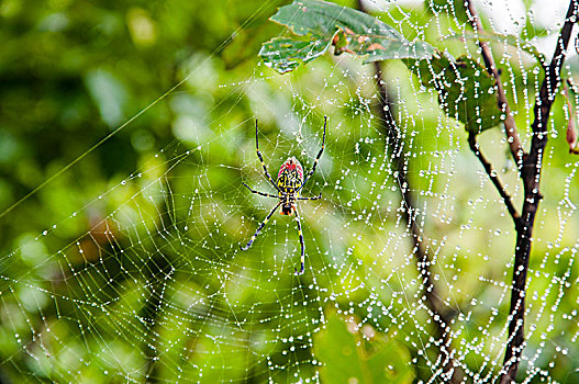 森林中的蜘蛛网