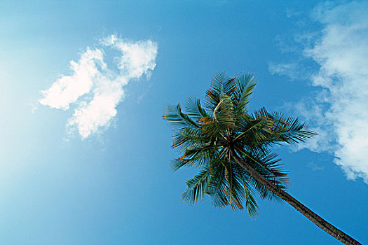 马提尼克,棕榈树