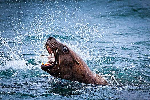 海狮,鱼肉,冰河湾国家公园,保存,东南阿拉斯加,夏天