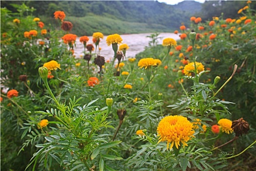 万寿菊,花,地点