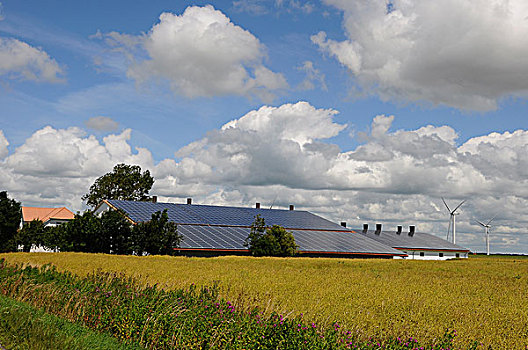 农舍,太阳,屋顶,地点,小麦,北方,石荷州,德国,欧洲
