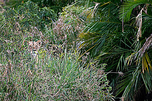 雌狮,隐藏,草,马赛马拉国家保护区,肯尼亚
