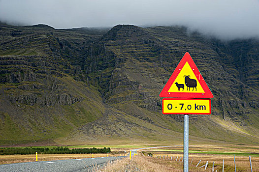 警告标识,绵羊,圆形,道路,南方,冰岛,欧洲