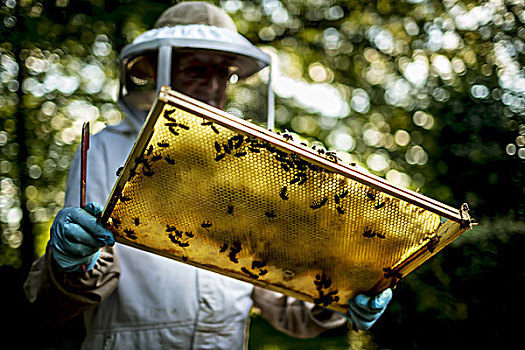 养蜂人,穿,薄纱,拿着,察看,托盘,遮盖,蜜蜂
