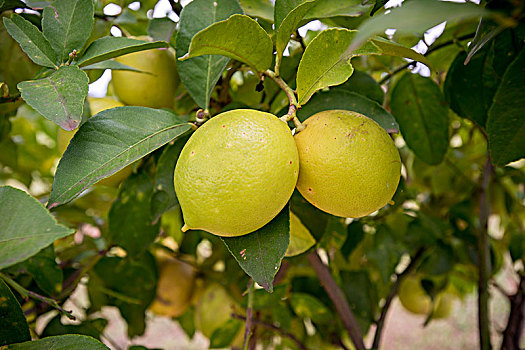 柠檬,树,南非