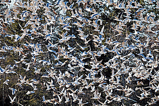 大黑背鸥,银鸥,成群,飞,新斯科舍省,加拿大