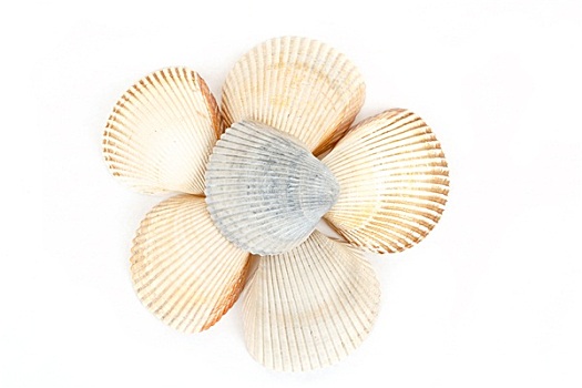 漂亮,海螺壳,特写,白色