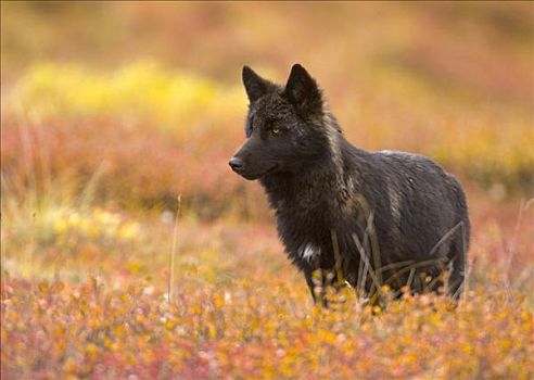 灰狼,狼,幼小,警惕,彩色,秋天,苔原,德纳里峰国家公园,阿拉斯加