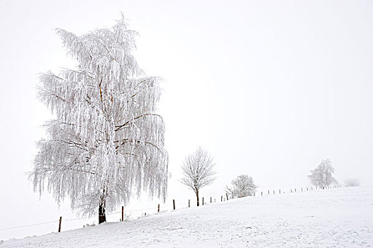 积雪,树,雾,德国米德海姆,巴伐利亚,德国,欧洲