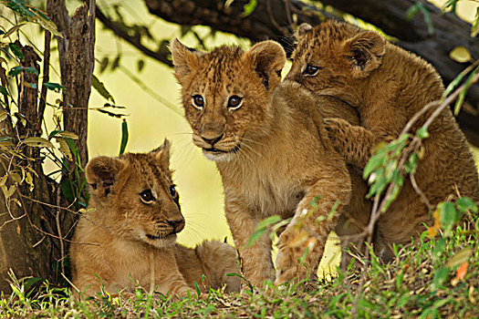 幼狮,狮子,灌木,马赛马拉,野生动植物保护区,肯尼亚