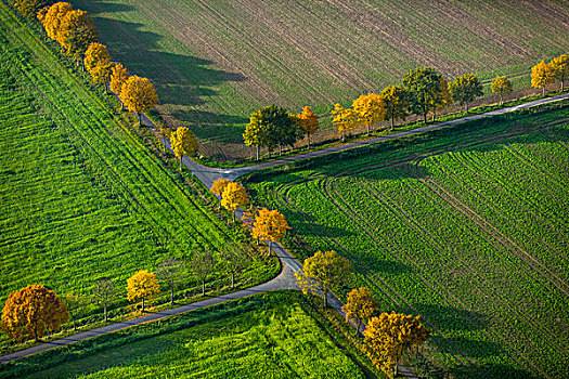 道路,秋天,泥路,交叉,一对,地点,明斯特地区,北莱茵威斯特伐利亚,德国,欧洲