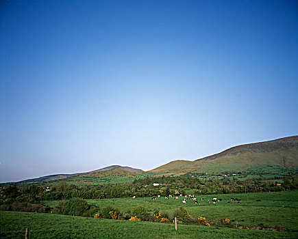 放牧,蒂珀雷里郡,爱尔兰