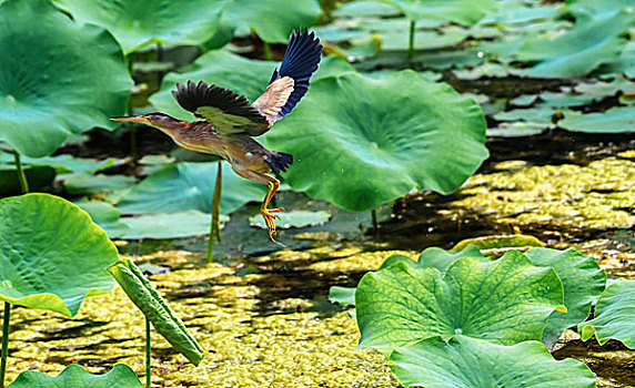 黄苇鳽yellowreed