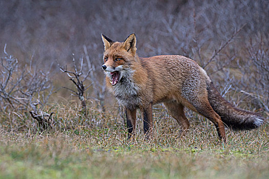红狐,狐属,哈欠,北荷兰,荷兰