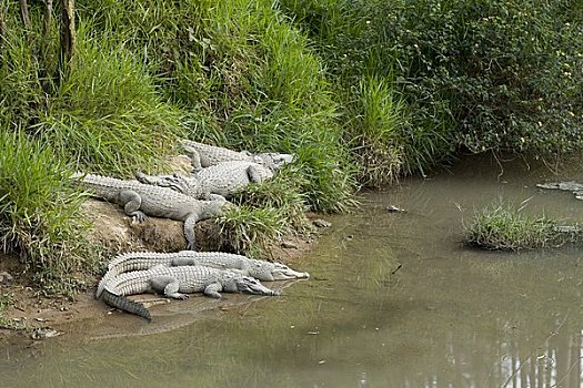 鳄鱼,越南
