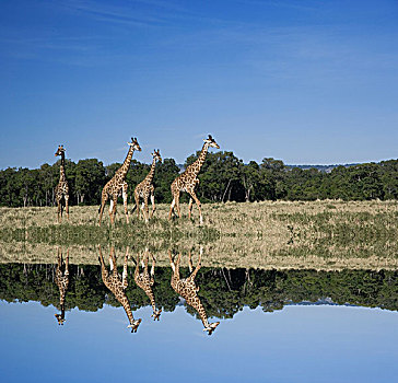 马萨伊,长颈鹿,马赛马拉,肯尼亚,数码合成