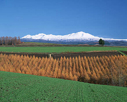 山,山脉,落叶松属植物,树林